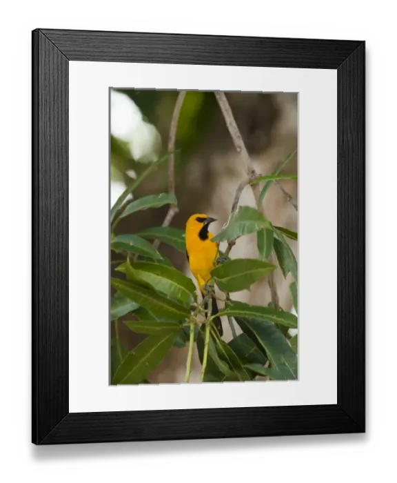 Framed Print : South America, Venezuela