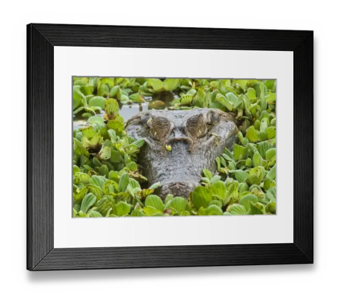 Framed Print : South America, Venezuela Framed Print : South America, Venezuela