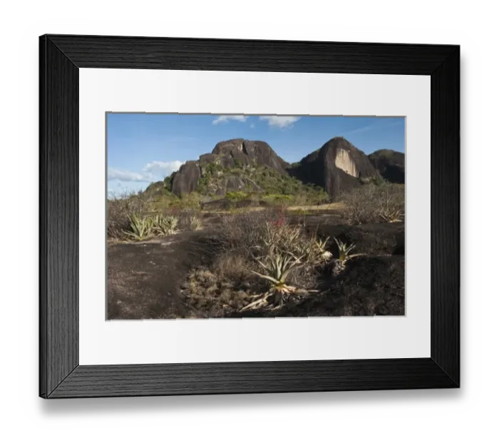 Framed Print : Zerophytic Vegetation, Orinoco River Basin, 110 Km north of Puerto Ayacucho. Apure Province Framed Print : Zerophytic Vegetation, Orinoco River Basin, 110 Km north of Puerto Ayacucho. Apure Province