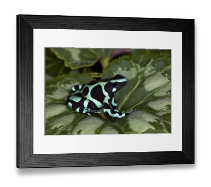 Framed Print : Central America, Costa Rica Framed Print : Central America, Costa Rica