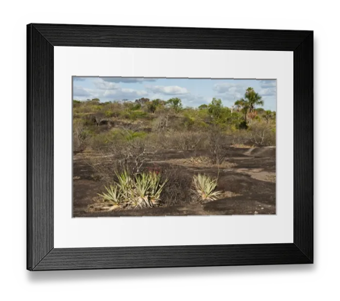 Framed Print : South America, Venezuela Framed Print : South America, Venezuela