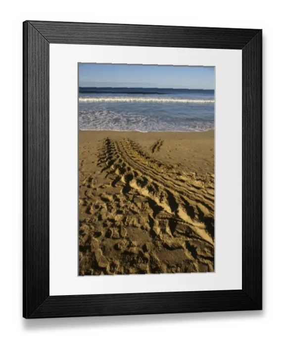 Framed Print : Costa Rica: Playa Grande, tracks seen in morning of giant leatherback turtle (Dermoochelys Framed Print : Costa Rica: Playa Grande, tracks seen in morning of giant leatherback turtle (Dermoochelys