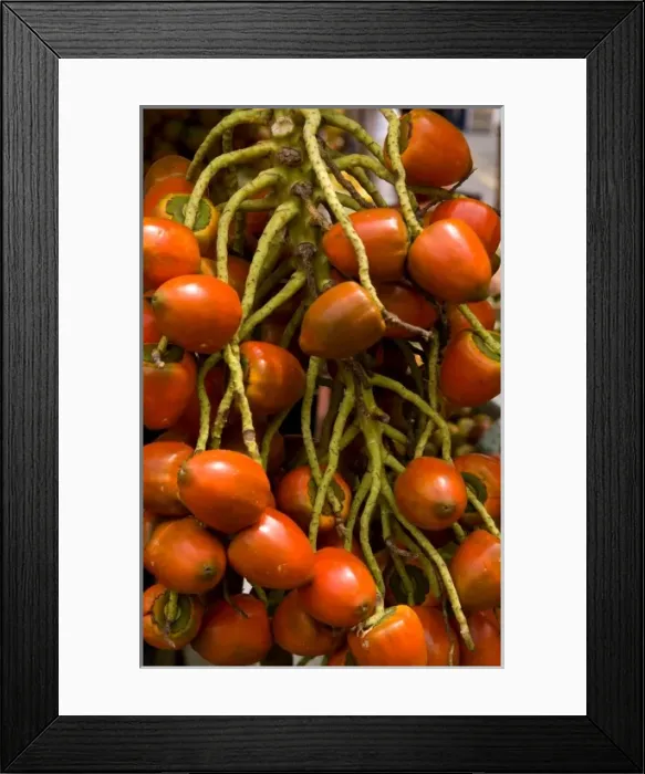 Framed Print : Local fruit foir sale in Central Market with fruits and vegetables in Pavas section Framed Print : Local fruit foir sale in Central Market with fruits and vegetables in Pavas section