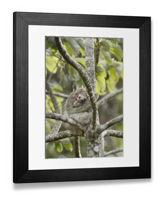 Framed Print : Central America, Costa Rica Framed Print : Central America, Costa Rica