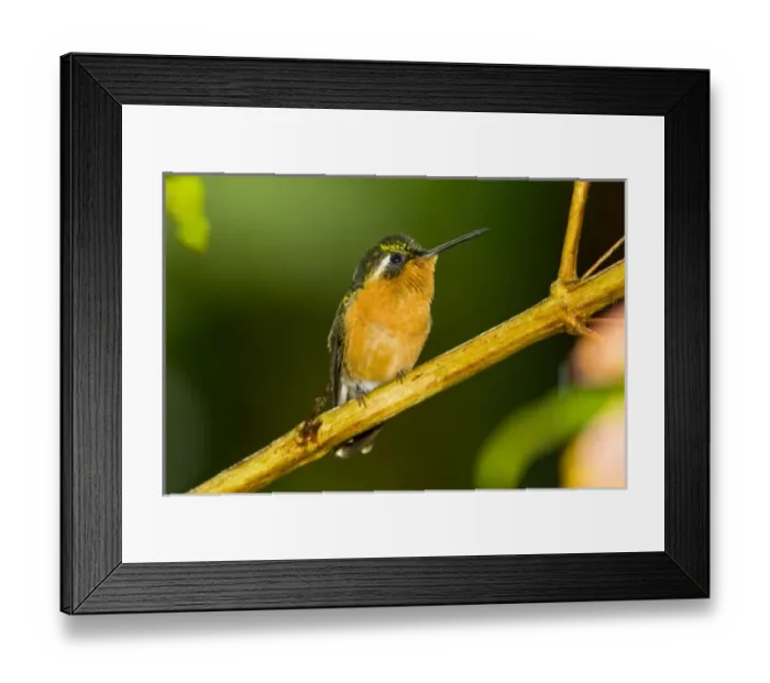 Framed Print : Central America, Costa Rica Framed Print : Central America, Costa Rica