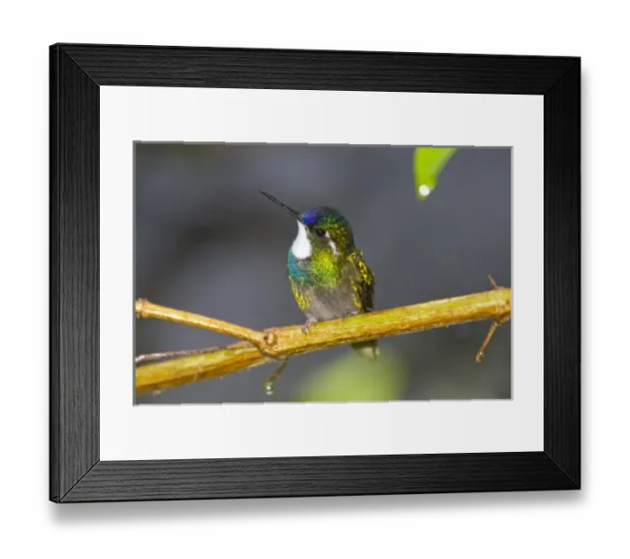 Framed Print : Central America, Costa Rica Framed Print : Central America, Costa Rica