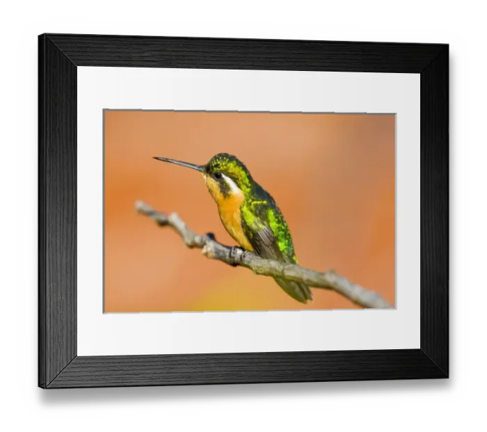 Framed Print : Central America, Costa Rica Framed Print : Central America, Costa Rica
