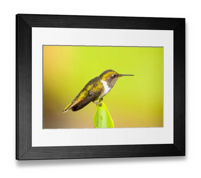 Framed Print : Central America, Costa Rica Framed Print : Central America, Costa Rica