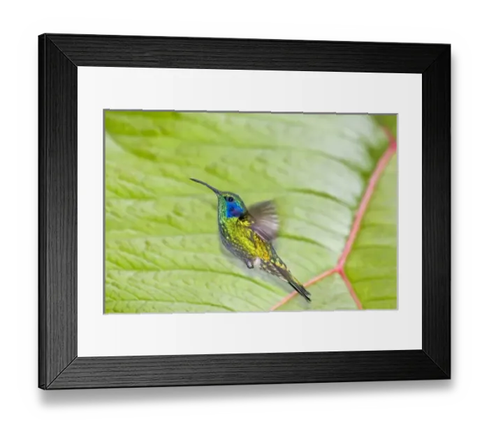 Framed Print : Central America, Costa Rica Framed Print : Central America, Costa Rica
