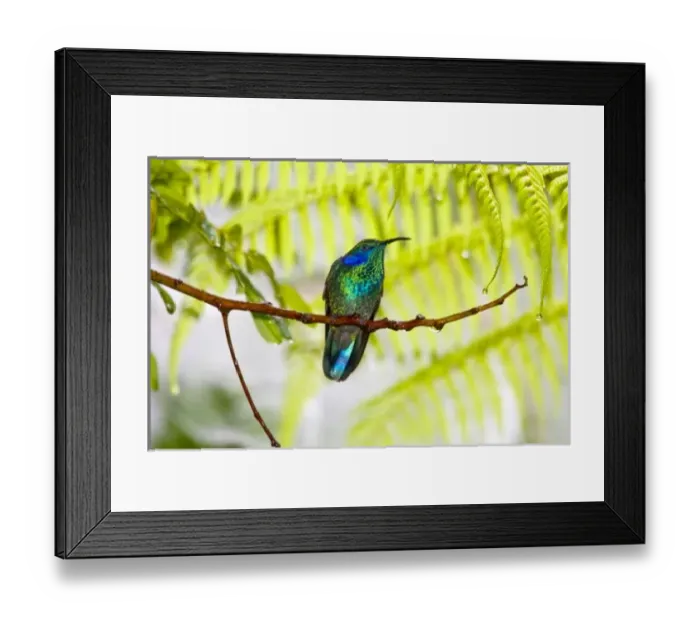 Framed Print : Central America, Costa Rica