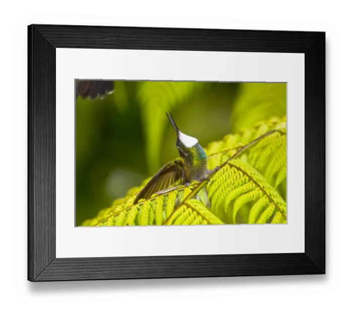 Framed Print : Central America, Costa Rica