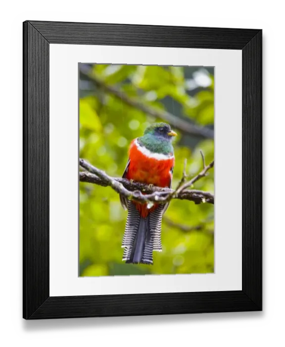 Framed Print : Central America, Costa Rica Framed Print : Central America, Costa Rica