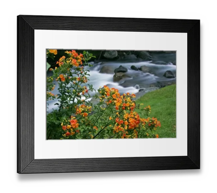 Framed Print : Costa Rica, Savegre River Valley. Blooming flowers above the Savegre River Framed Print : Costa Rica, Savegre River Valley. Blooming flowers above the Savegre River