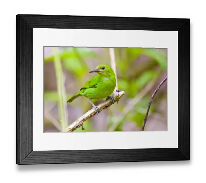 Framed Print : Central America, Costa Rica