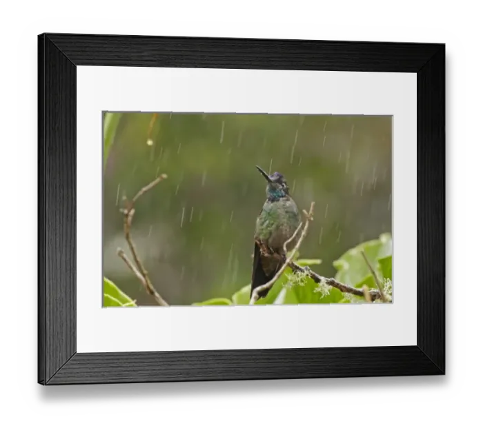 Framed Print : Central America, Costa Rica Framed Print : Central America, Costa Rica