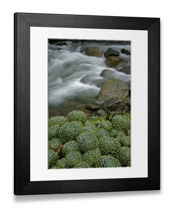 Framed Print : Costa Rica. Succulents growing beside the Savegre River Framed Print : Costa Rica. Succulents growing beside the Savegre River
