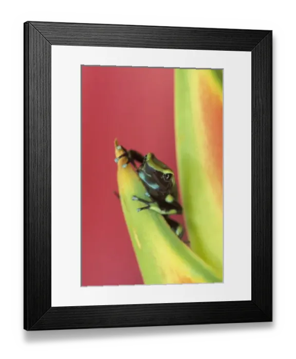 Framed Print : Central America, Costa Rica