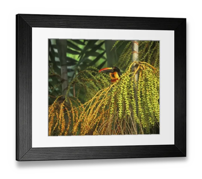 Framed Print : Central America, Costa Rica