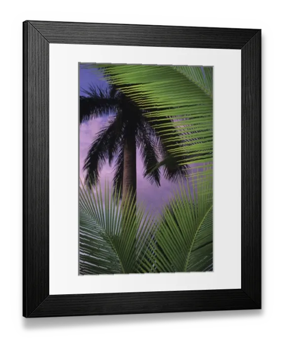 Framed Print : Palm trees at sunset. Corcovado National Park, Osa Peninsula, Costa Rica Framed Print : Palm trees at sunset. Corcovado National Park, Osa Peninsula, Costa Rica