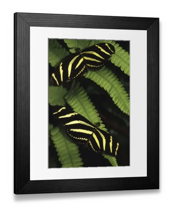 Framed Print : Zebra longwing butterflies (Heliconius charitonia) on fern frond, Monteverde Cloud Forest Reserve Framed Print : Zebra longwing butterflies (Heliconius charitonia) on fern frond, Monteverde Cloud Forest Reserve