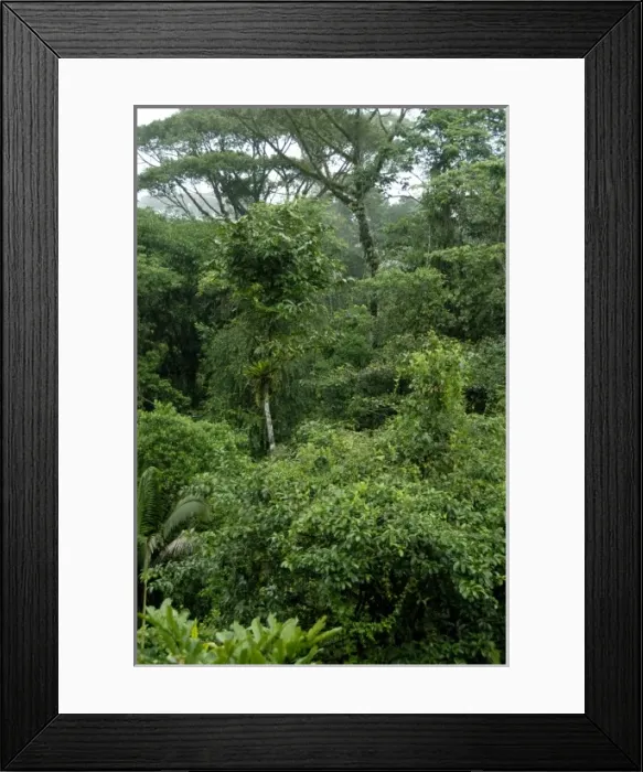 Framed Print : Central America, Costa Rica, Sarapiqui, Braulio Carrillo National Park. Forest views