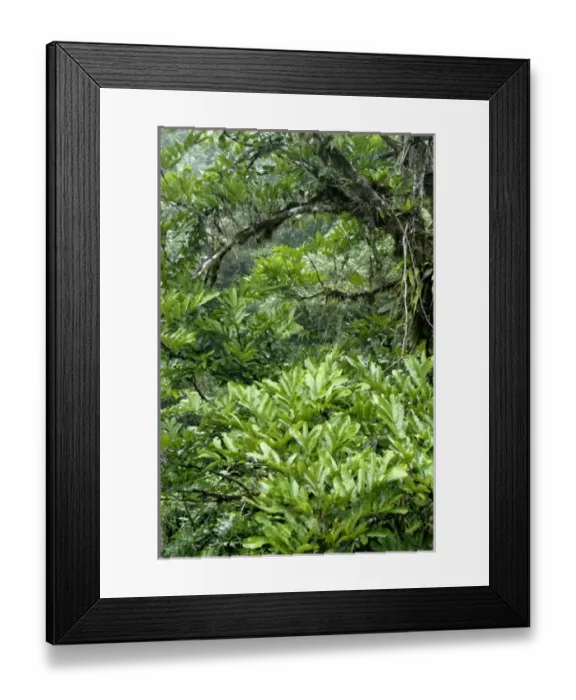 Framed Print : Central America, Costa Rica, Sarapiqui, Braulio Carrillo National Park. Rainforest