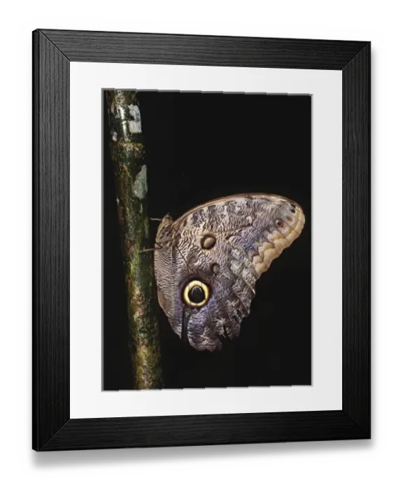 Framed Print : Central America, Costa Rica, Selva Verde Lodge. Owl Butterfly (Caligo sp. )