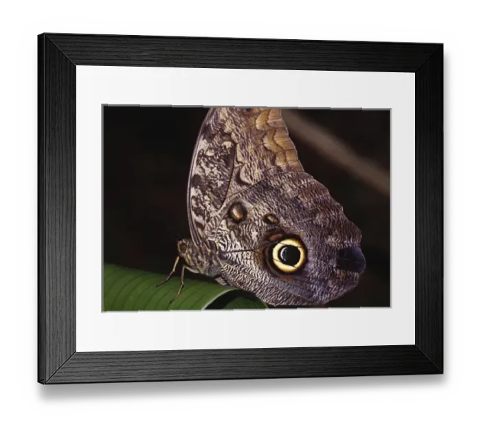 Framed Print : Central America, Costa Rica, Selva Verde. Owl Butterfly (Caligo sp. probably Caligo