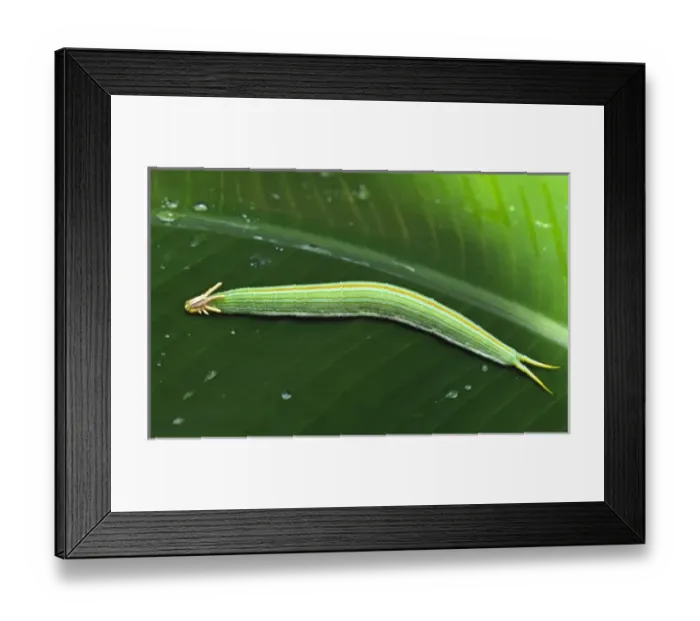 Framed Print : Central America, Costa Rica, Selva Verde. Caterpillar of a large unidentified butterfly Framed Print : Central America, Costa Rica, Selva Verde. Caterpillar of a large unidentified butterfly