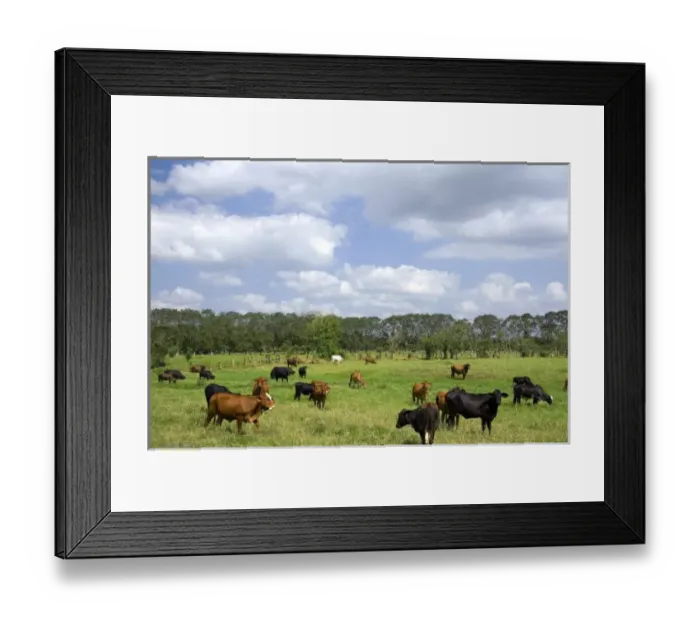 Framed Print : Central America, Costa Rica Framed Print : Central America, Costa Rica