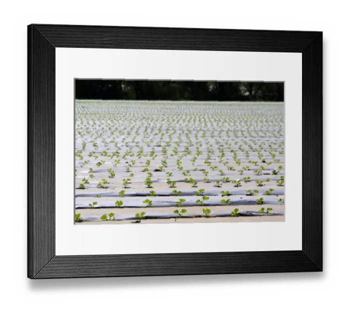 Framed Print : Crop of seedling melon plants under plastic near Nicoya, Costa Rica Framed Print : Crop of seedling melon plants under plastic near Nicoya, Costa Rica