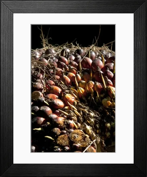 Framed Print : Newly havested oil palm fruit on a plantation near Caldera, Costa Rica