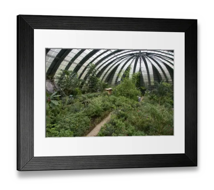 Framed Print : Butterfly gardens in the Selvatura Adventure Park located in the Cloud Forest of Monteverde Framed Print : Butterfly gardens in the Selvatura Adventure Park located in the Cloud Forest of Monteverde