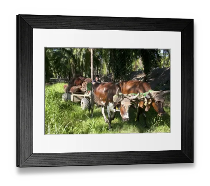 Framed Print : Central America, Costa Rica Framed Print : Central America, Costa Rica