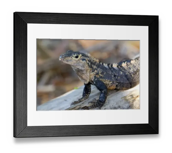 Framed Print : Iguana in the Manuel Antonio National Park in Puntarenas province, Costa Rica