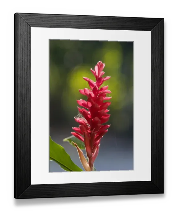 Framed Print : Red ginger plant in the Manuel Antonio National Park in Puntarenas province, Costa Rica Framed Print : Red ginger plant in the Manuel Antonio National Park in Puntarenas province, Costa Rica