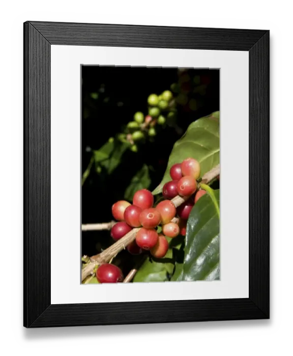 Framed Print : Coffee berries grow on a coffea arabica plantation in San Rafael de Heredia, Costa Rica Framed Print : Coffee berries grow on a coffea arabica plantation in San Rafael de Heredia, Costa Rica