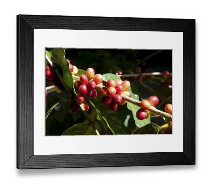 Framed Print : Coffee berries grow on a coffea arabica plantation in San Rafael de Heredia, Costa Rica