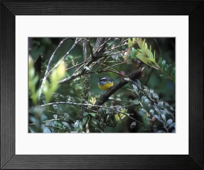 Framed Print : Central America, Costa Rica Framed Print : Central America, Costa Rica