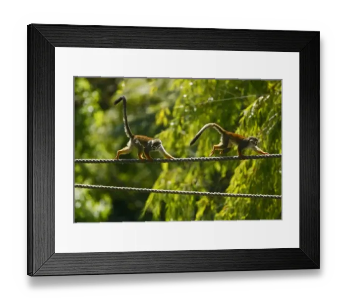 Framed Print : Central America, Costa Rica Framed Print : Central America, Costa Rica