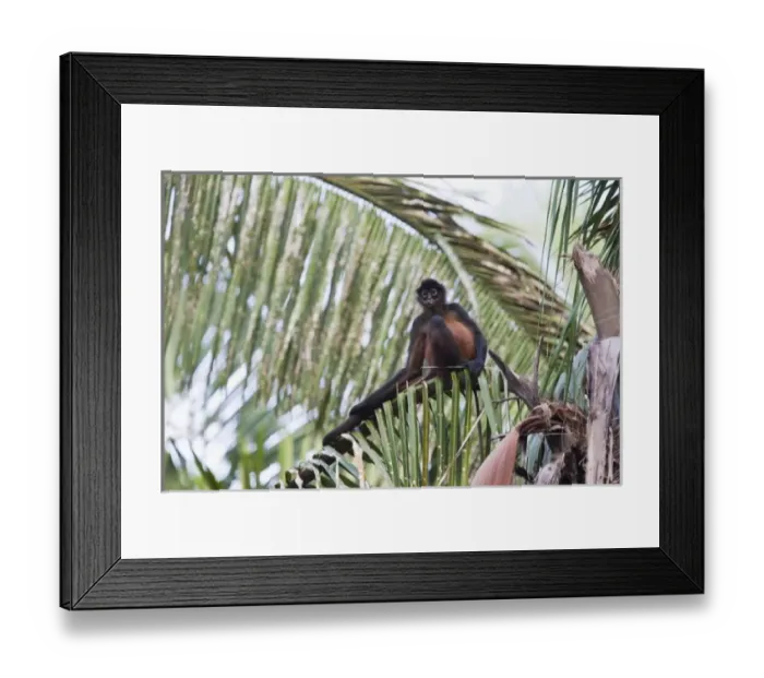 Framed Print : Central America, Costa Rica Framed Print : Central America, Costa Rica