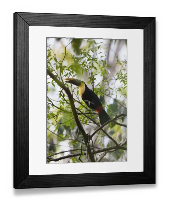 Framed Print : Central America, Costa Rica