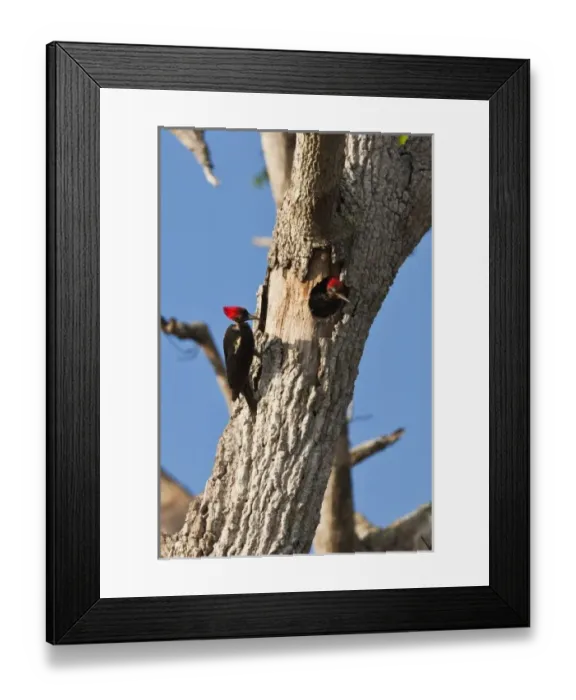 Framed Print : A pair of Lineated Woodpeckers (Dryocopus lineatus) in the morning sun. Osa Peninsula