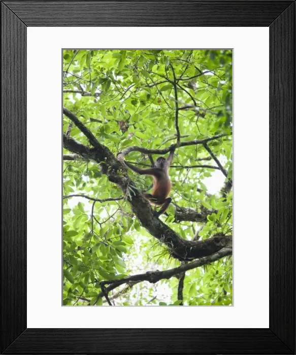 Framed Print : Central America, Costa Rica