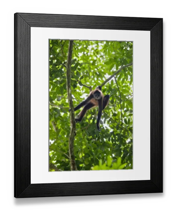 Framed Print : Geoffroys Spider Monkey (Ateles geoffroyi) aggressively screams and howls to