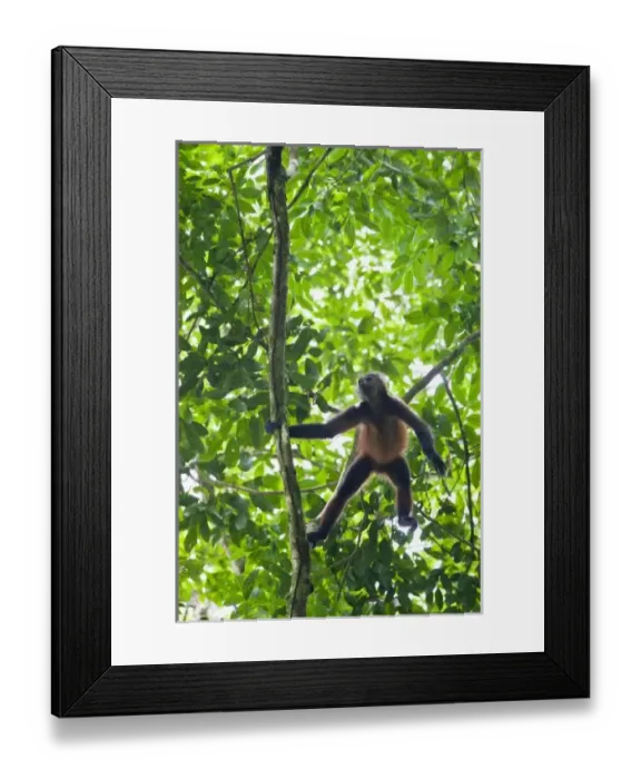 Framed Print : Geoffroys Spider Monkey (Ateles geoffroyi) aggressively screams and howls to