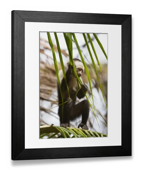 Framed Print : Central America, Costa Rica