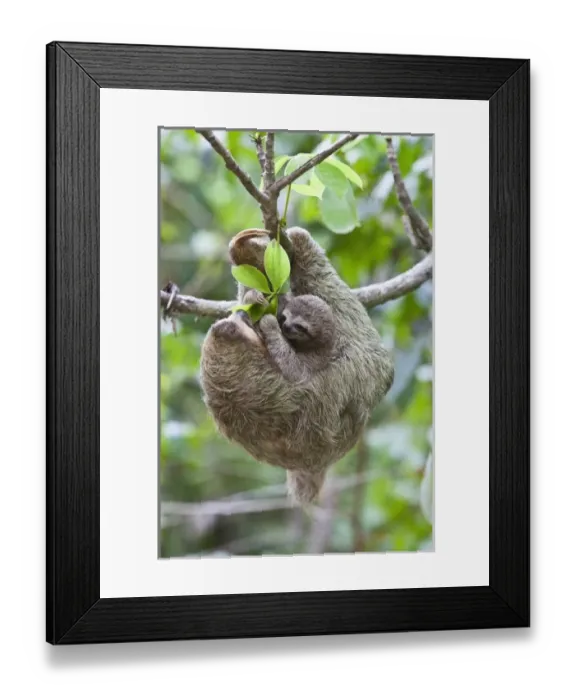 Framed Print : Central America, Costa Rica