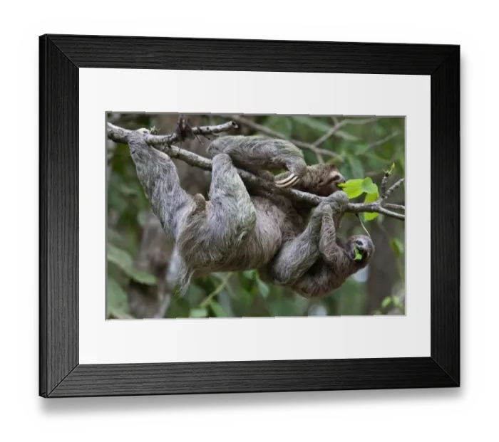 Framed Print : Central America, Costa Rica Framed Print : Central America, Costa Rica