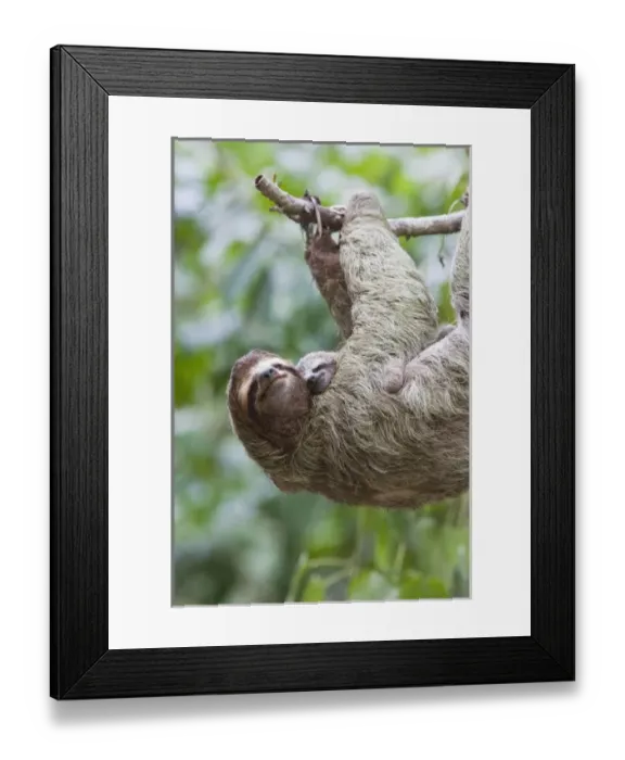 Framed Print : Close up of a Brown-throated Sloth and her baby hanging from a tree branch in Corcovado Framed Print : Close up of a Brown-throated Sloth and her baby hanging from a tree branch in Corcovado